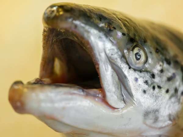 Comprendre la Biodynamie : une approche holistique du bien-être